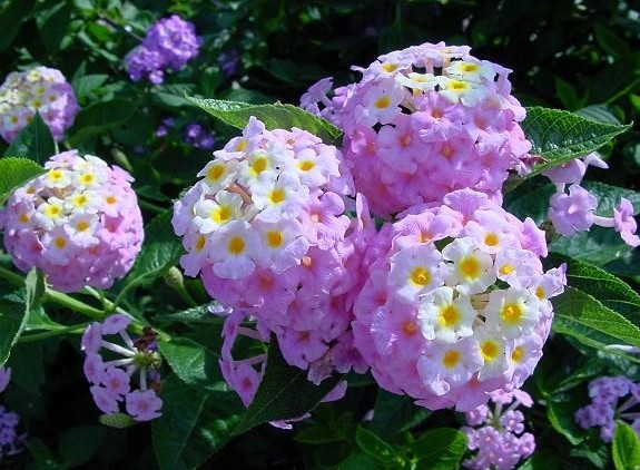 Lantana camara seed